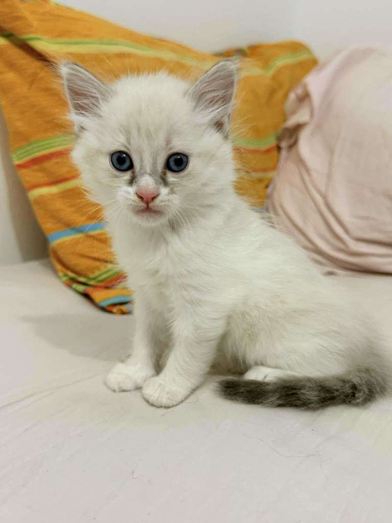 Chat ragdol