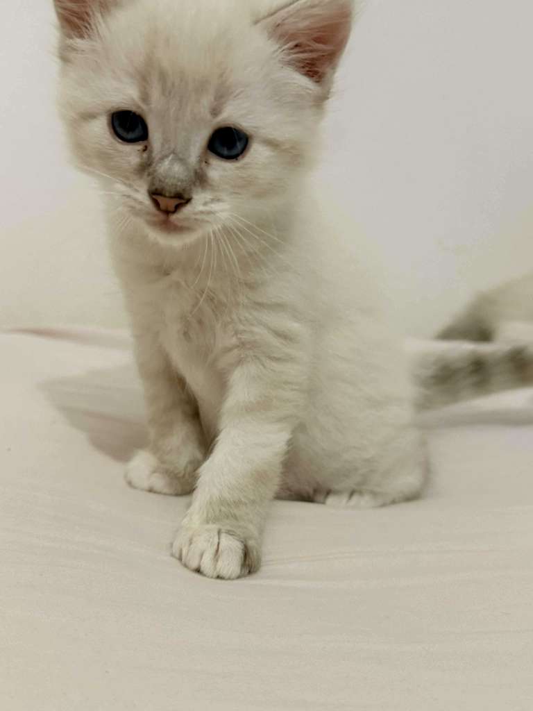 Chat ragdol