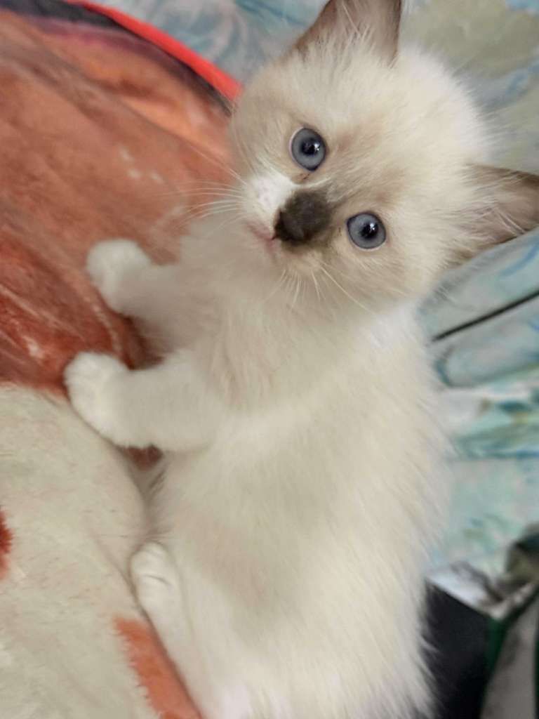 Chat ragdol