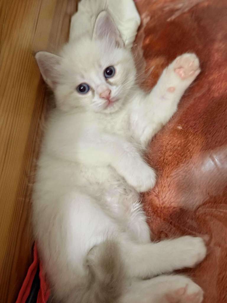 Chat ragdol