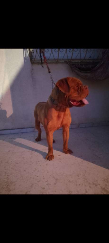 A vendre dogue de bordeaux