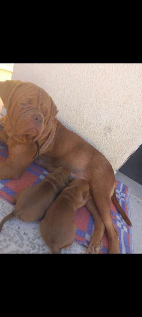 A vendre dogue de bordeaux