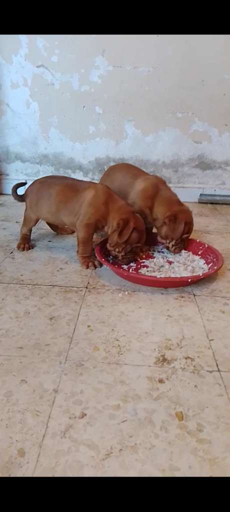 A vendre dogue de bordeaux