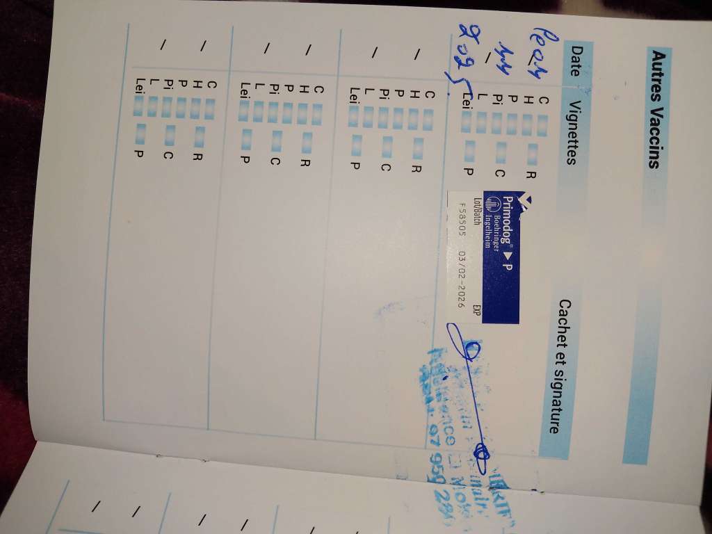 A vendre dogue de bordeaux