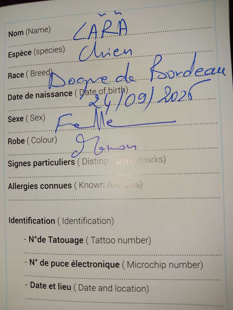 A vendre dogue de bordeaux