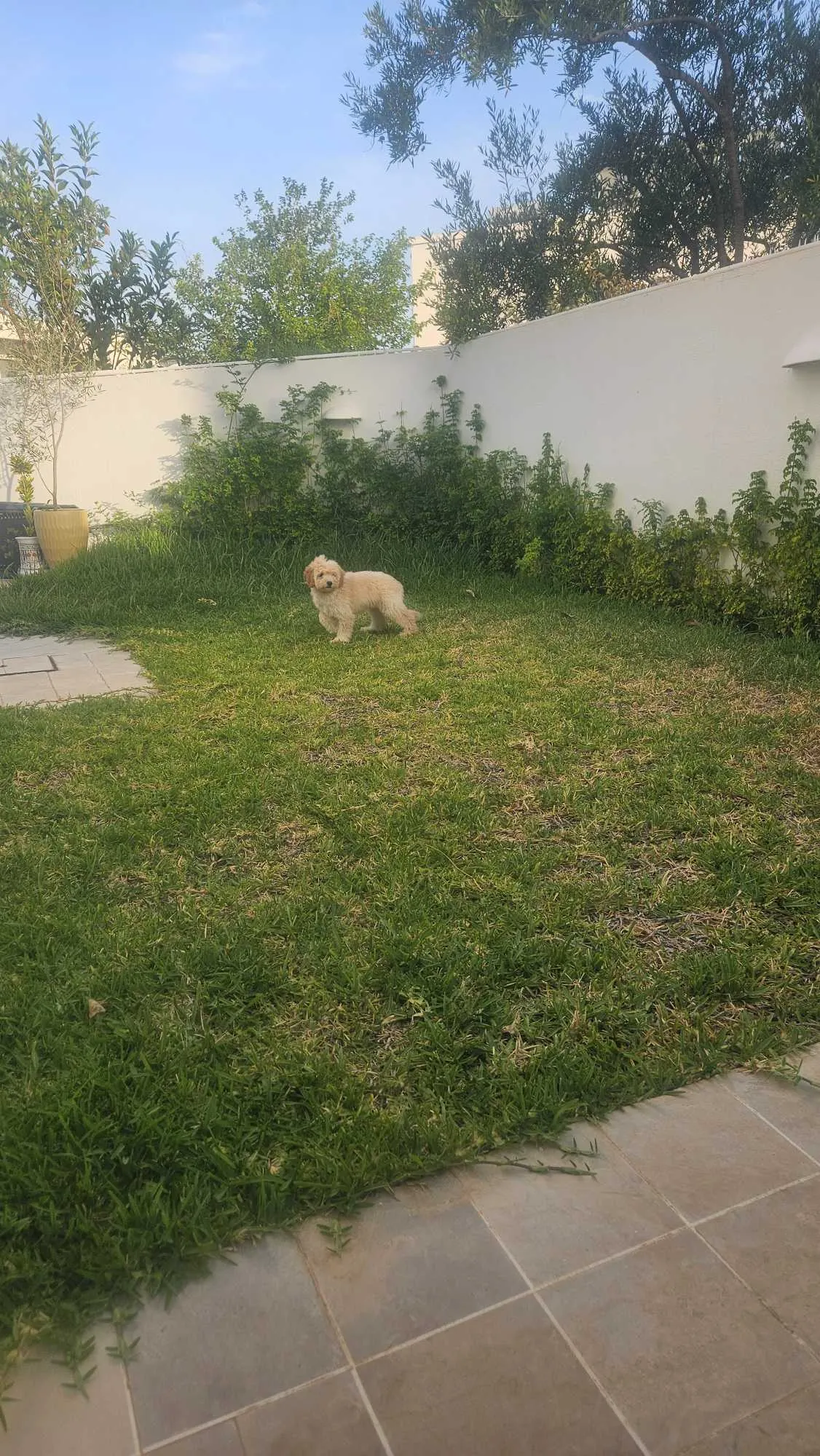 Bichon havanais 4 mois