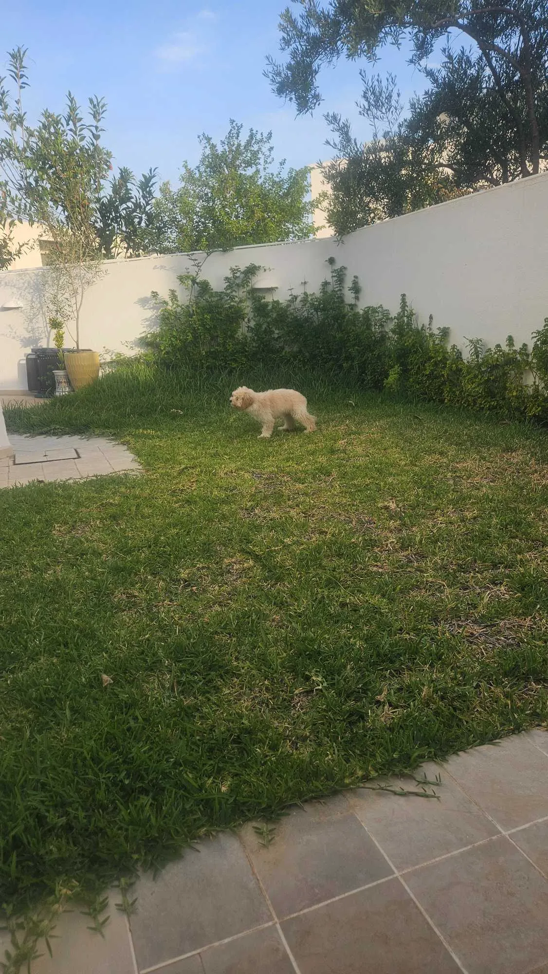 Bichon havanais 4 mois