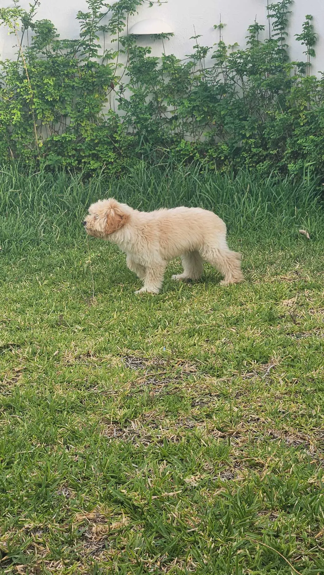 Bichon havanais 4 mois