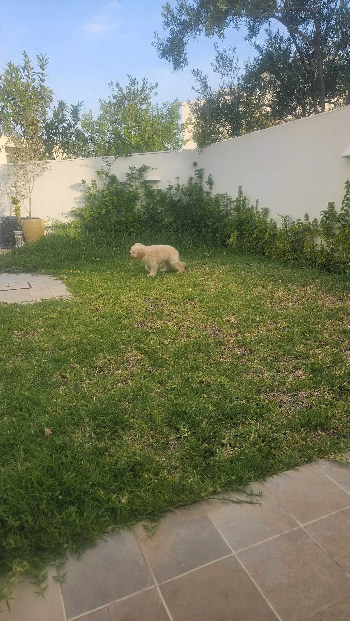 Bichon havanais 4 mois