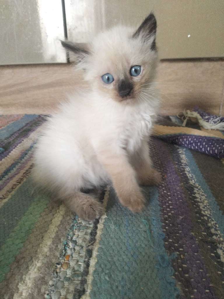 Chaton siamois 