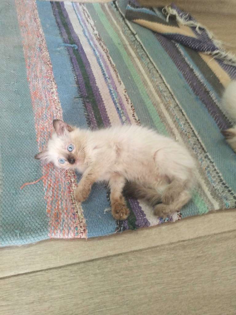 Chaton siamois 