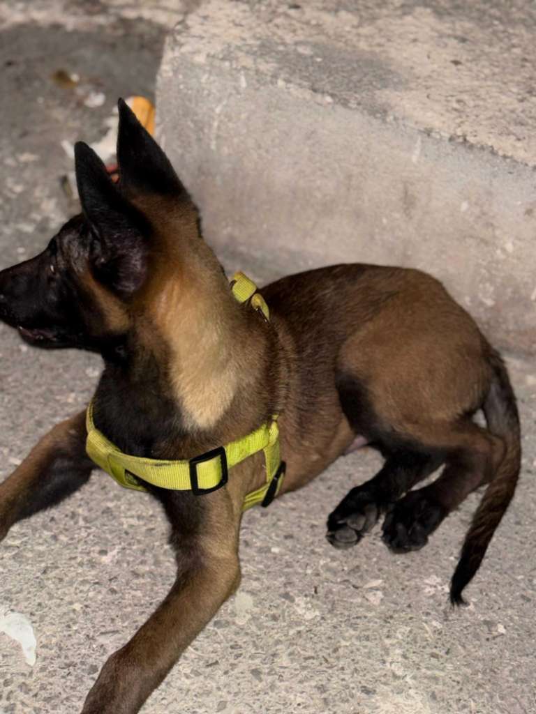 Chien malinois 