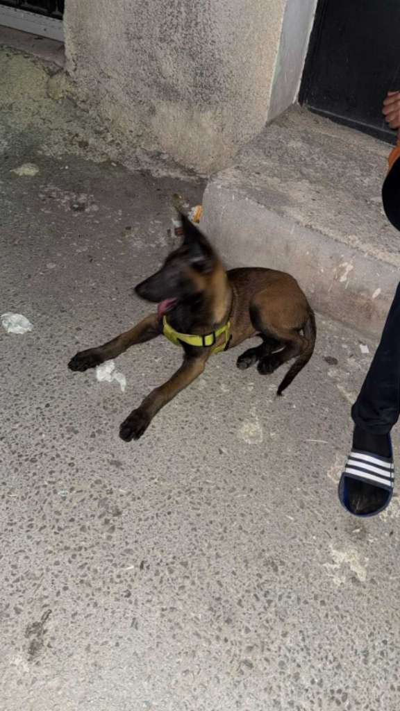 Chien malinois 