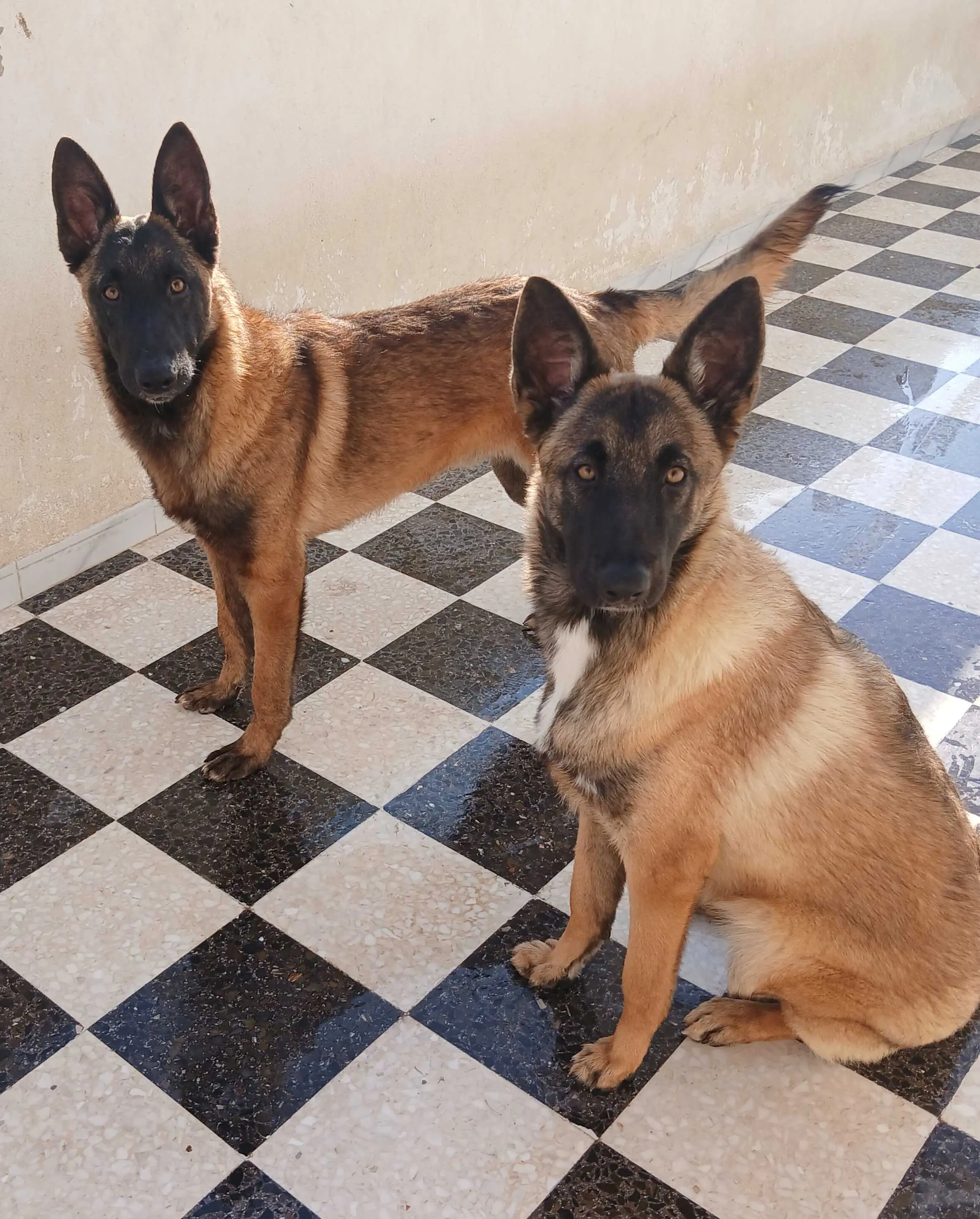 Mâle et femelle malinois