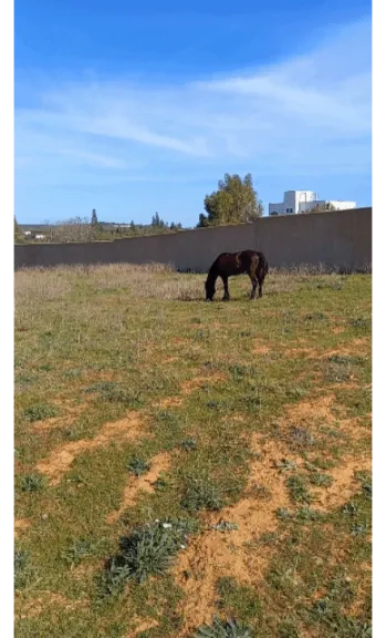 Forfait !PRIX TRÈS LARGEMENT NÉGOCIABLE TERRAIN ENTIÈREMENT CLÔTURÉ À HAMMAMET DE 8200M²