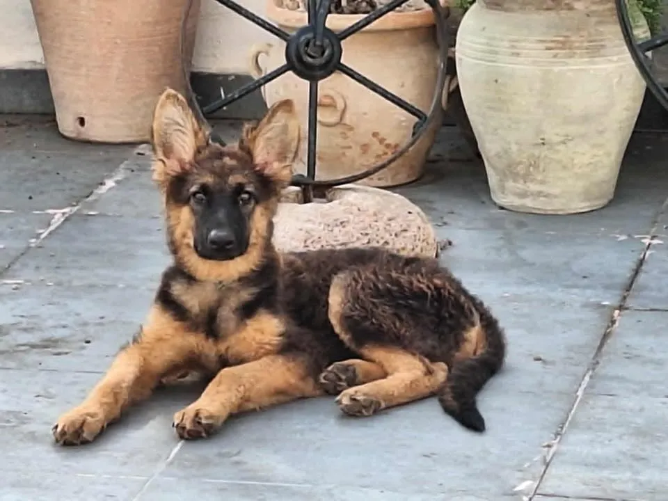 Chiot Berger Allemand