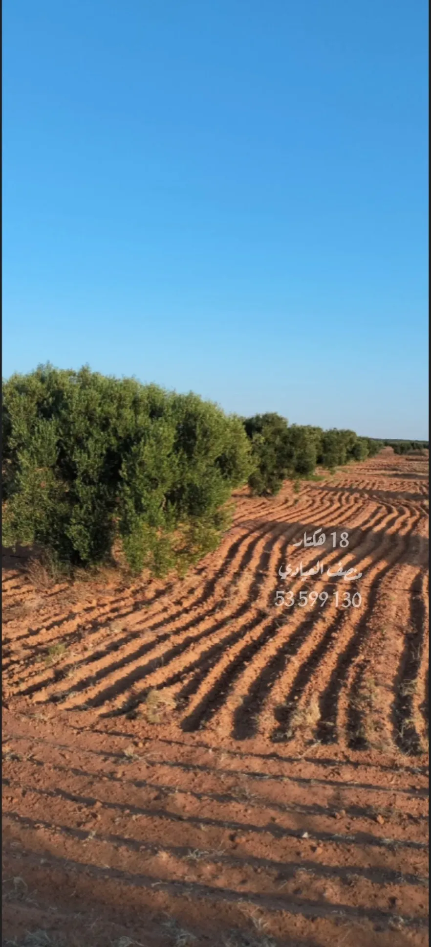 للبيع أرض فلاحية صفاقس 19 هكتار زيتون شملالي  كبير و مثمر