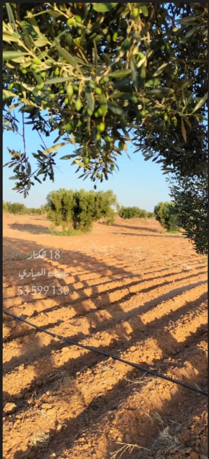 للبيع أرض فلاحية صفاقس 19 هكتار زيتون شملالي  كبير و مثمر