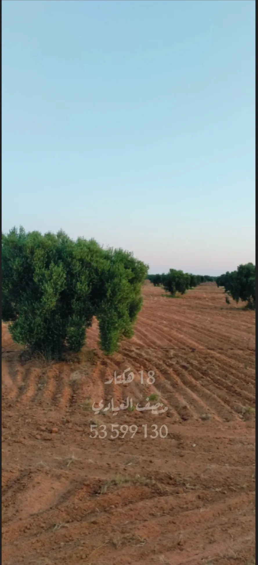 للبيع أرض فلاحية صفاقس 19 هكتار زيتون شملالي  كبير و مثمر