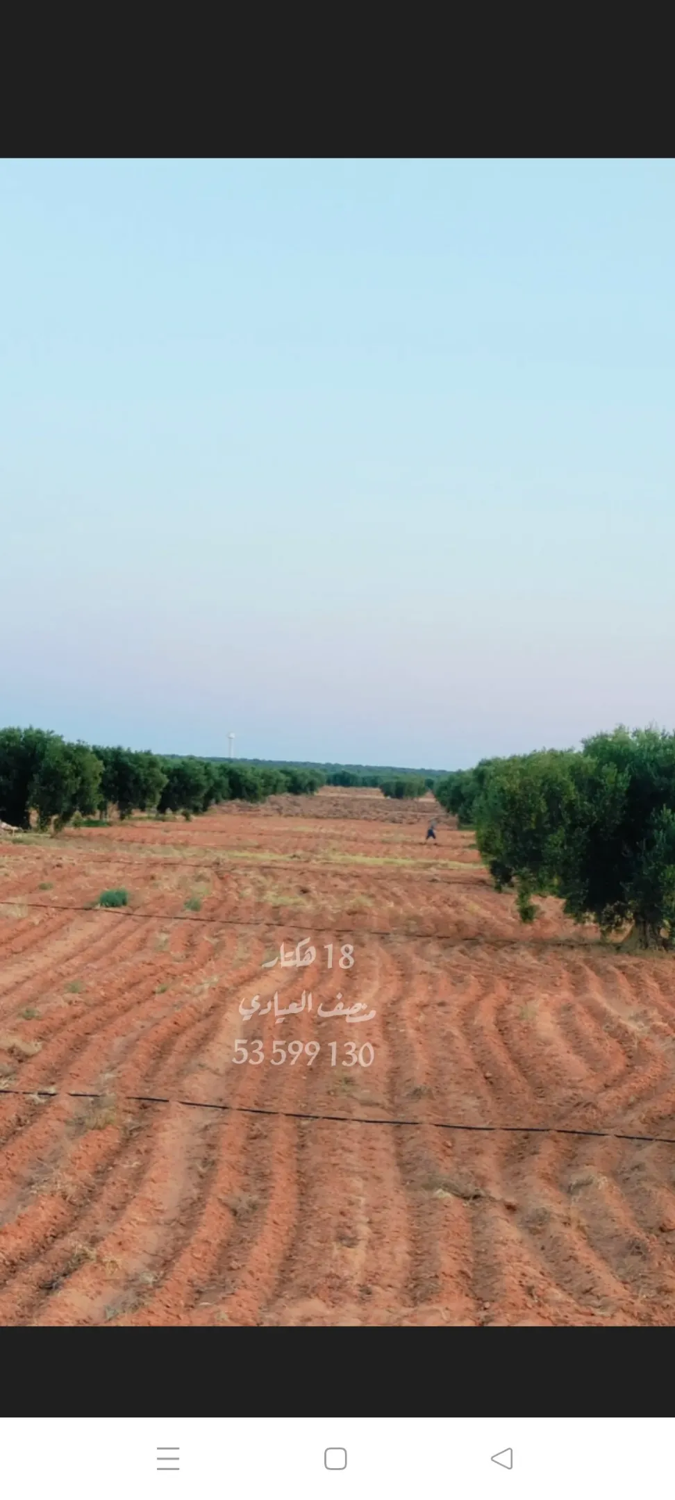 للبيع أرض فلاحية صفاقس 19 هكتار زيتون شملالي  كبير و مثمر
