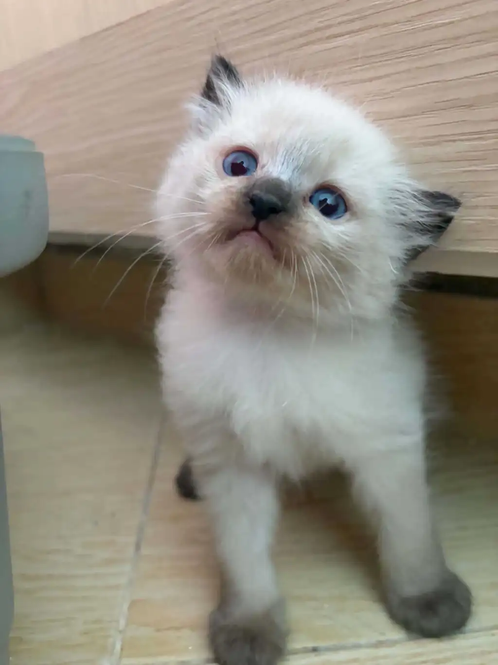 Chaton saimois femelle
