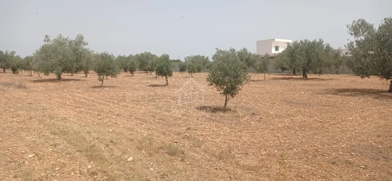 Terrain de 4800 m² à Sidi Mtir à vendre à 270 MD 51355351