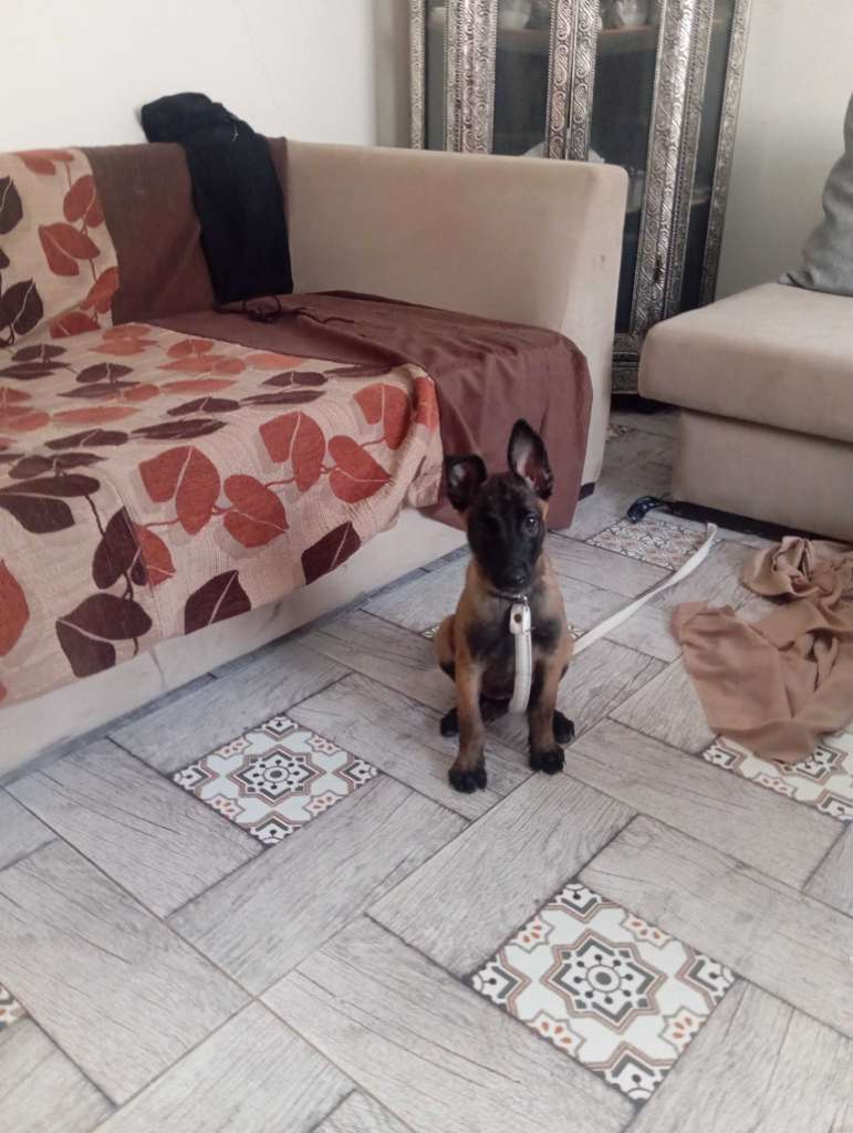 Malinoi femelle 