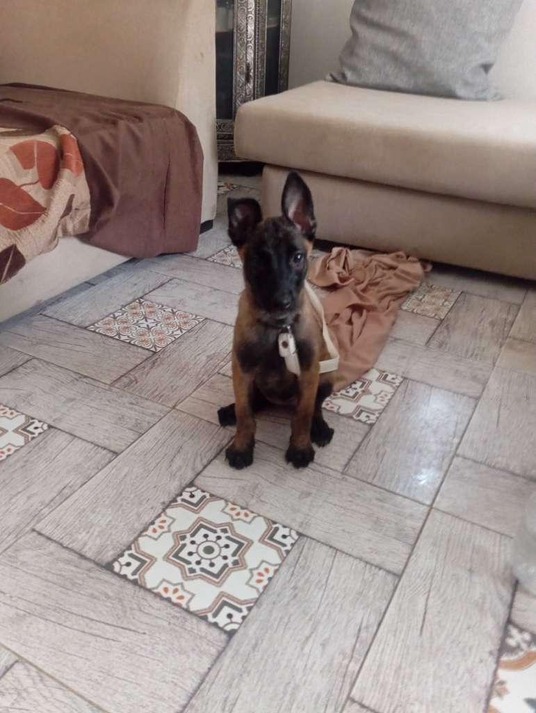 Malinoi femelle 