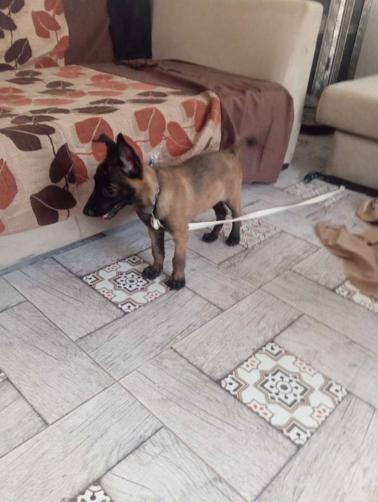 Malinoi femelle 