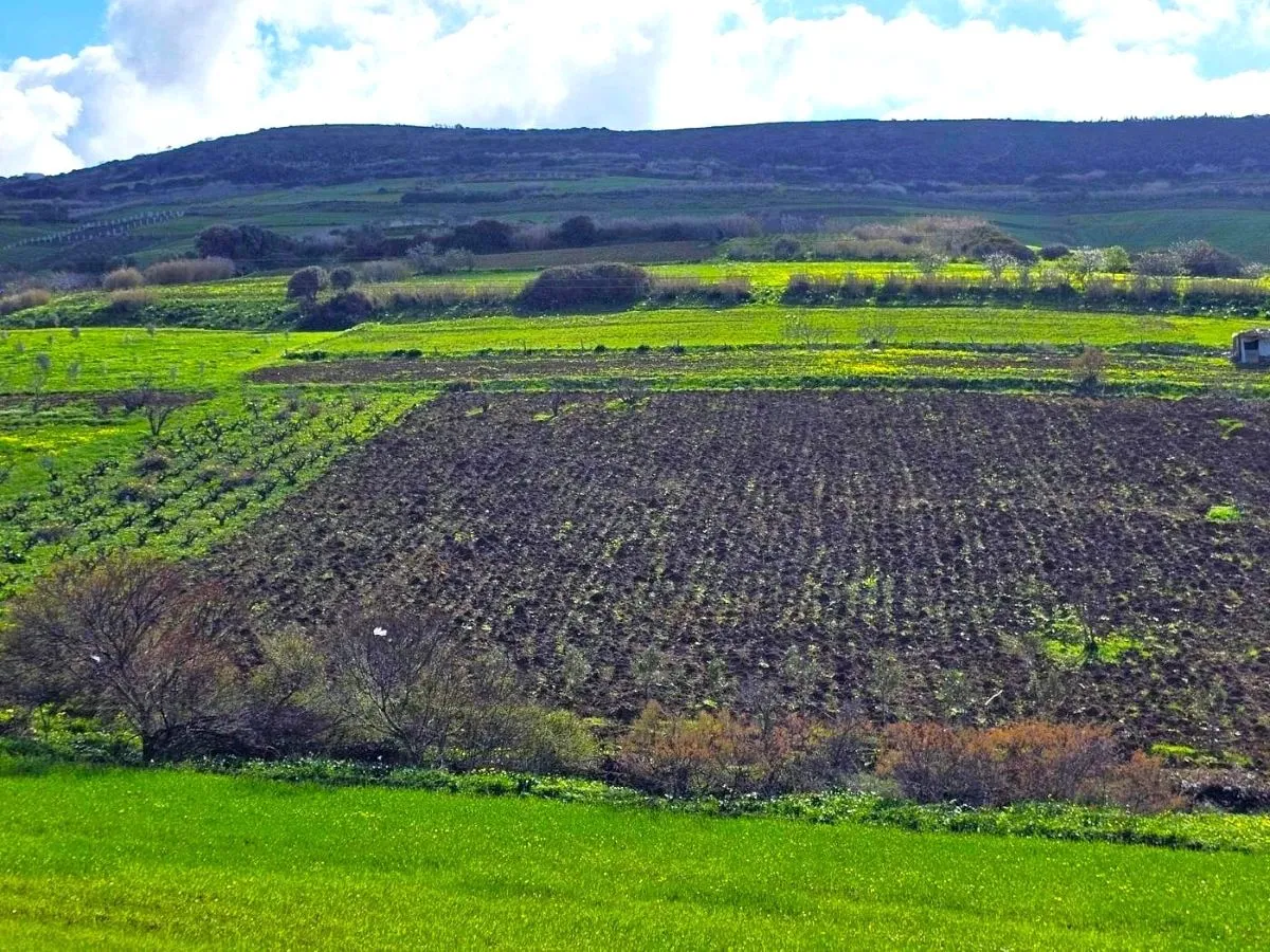 🌳 Terrain 530 m2 a Rafraf 🖼