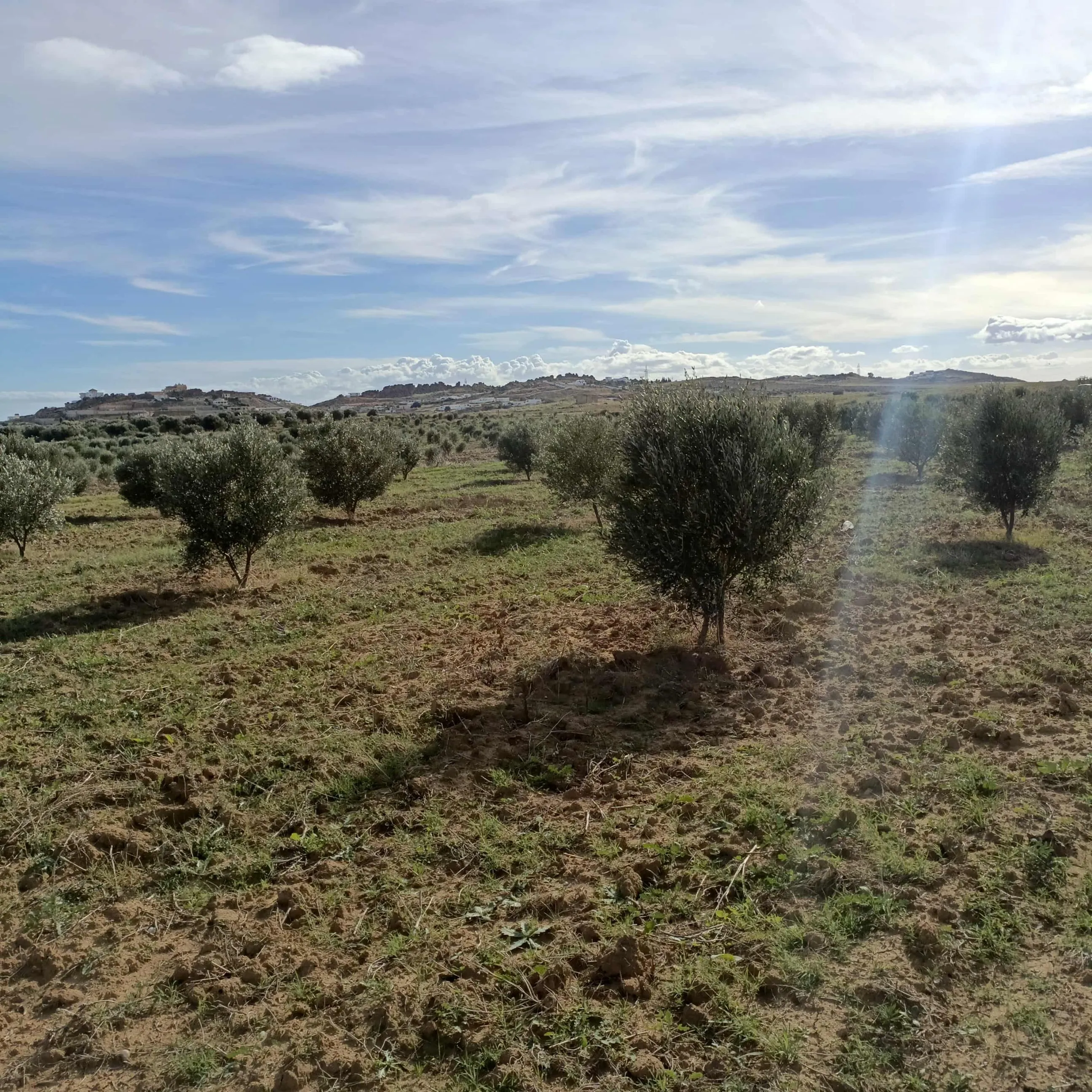 AV terrain de 1000m à Monchar Hammamet sud