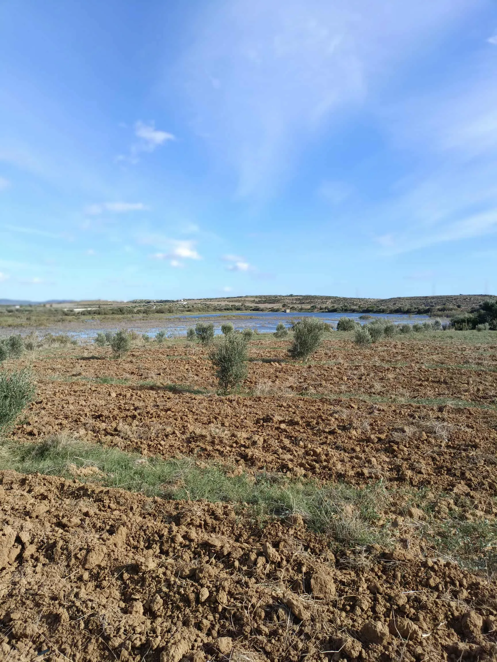 AV terrain de 1000m à Monchar Hammamet sud