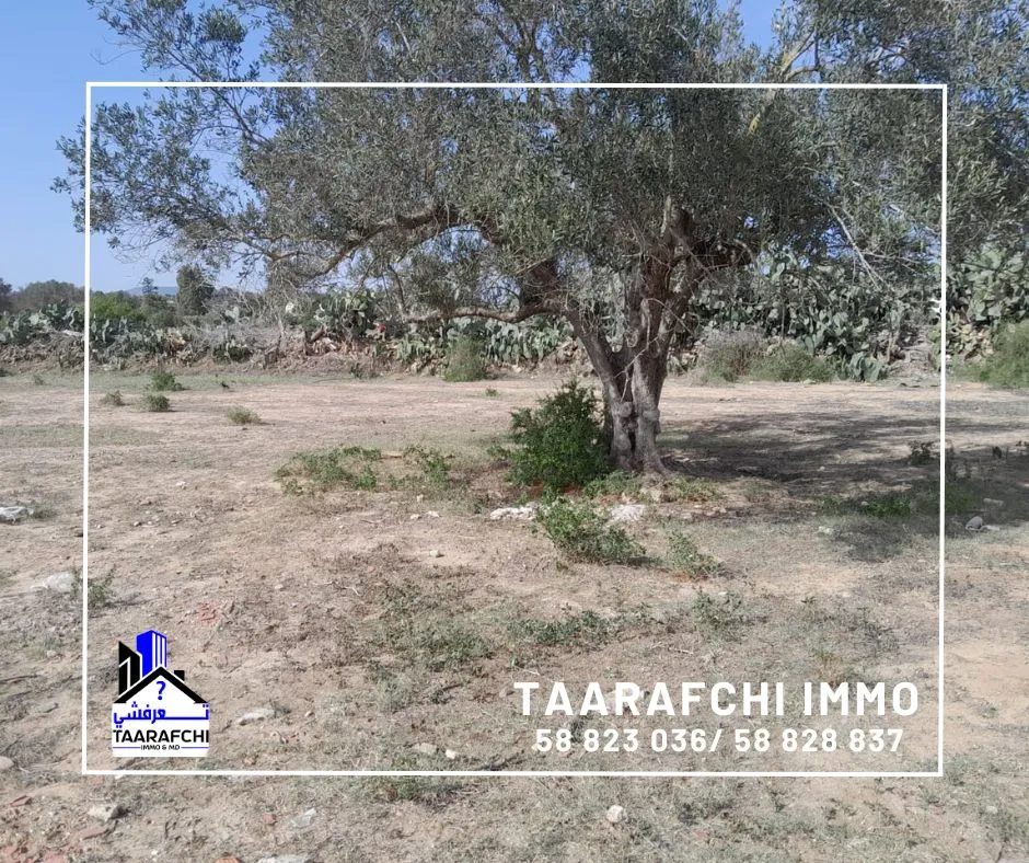 Terrain Hammamet TH029 :