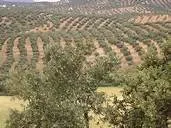 FERME     a    TUNIS