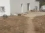 FERME     a    TUNIS