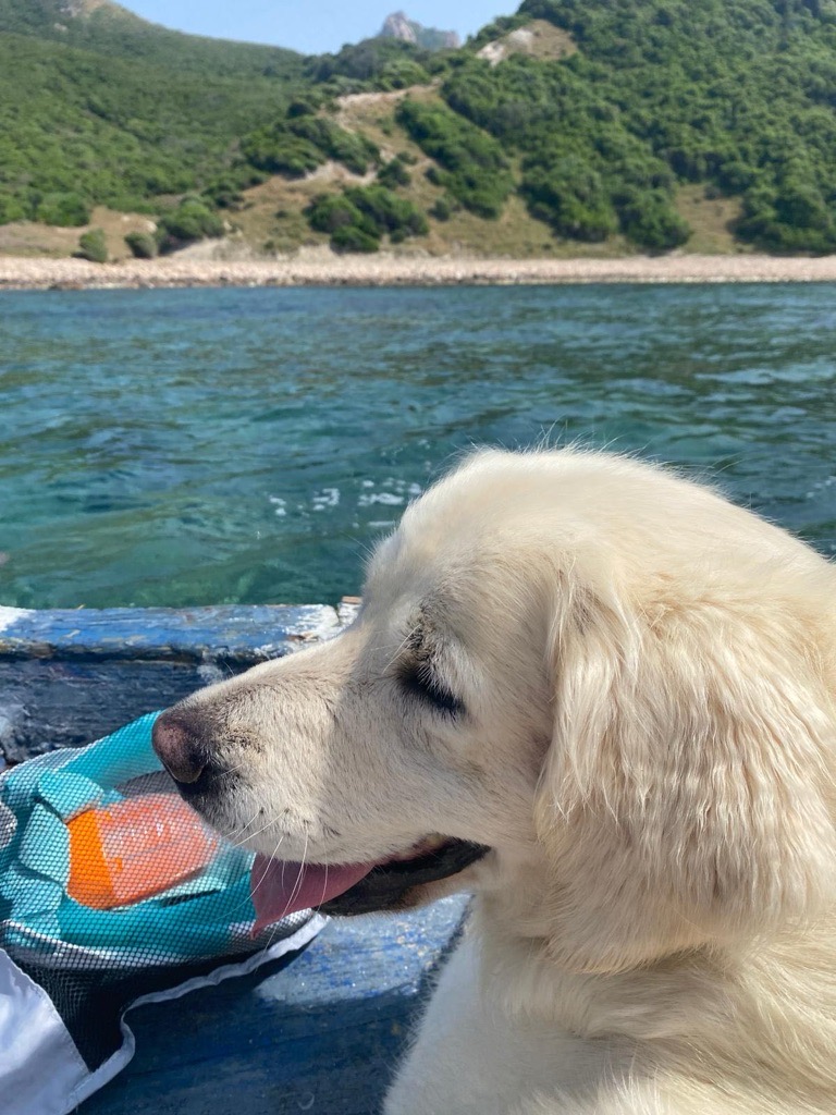 Golden retriever