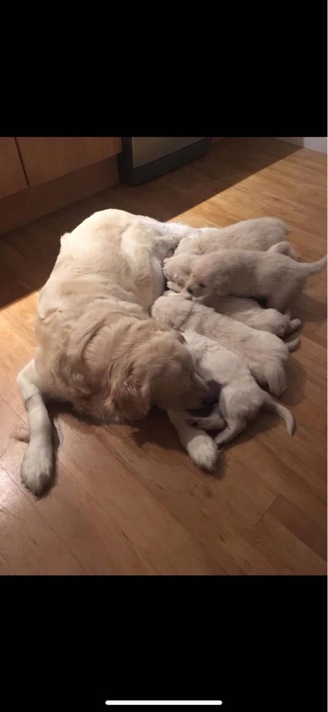 Golden retriever
