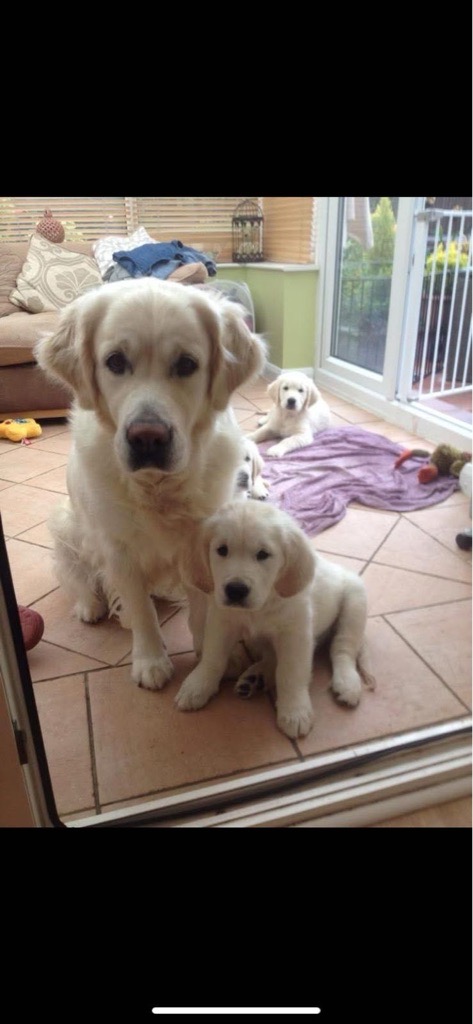 Golden retriever