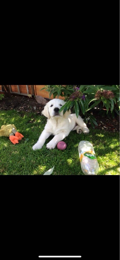 Golden retriever