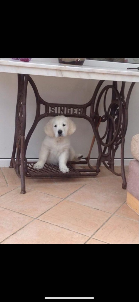 Golden retriever