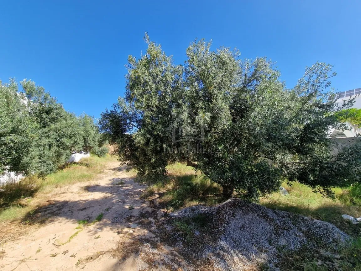 Terrain constructible de 520 m² à Mrezga à vendre 51355351