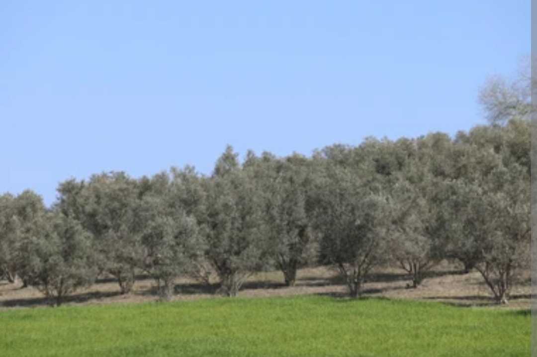 أرض في طوزة للبيع فيها 43 زيتونة