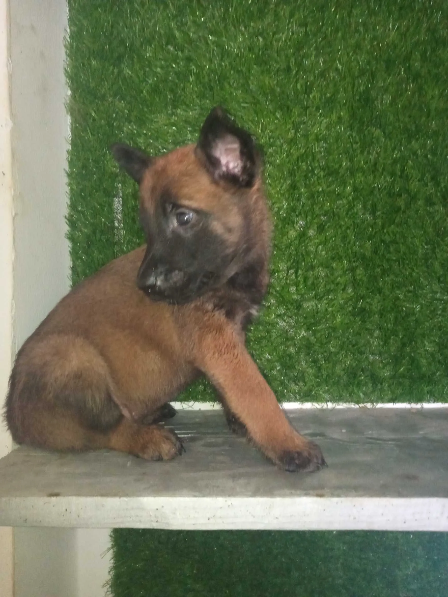 Chiots malinois race pur