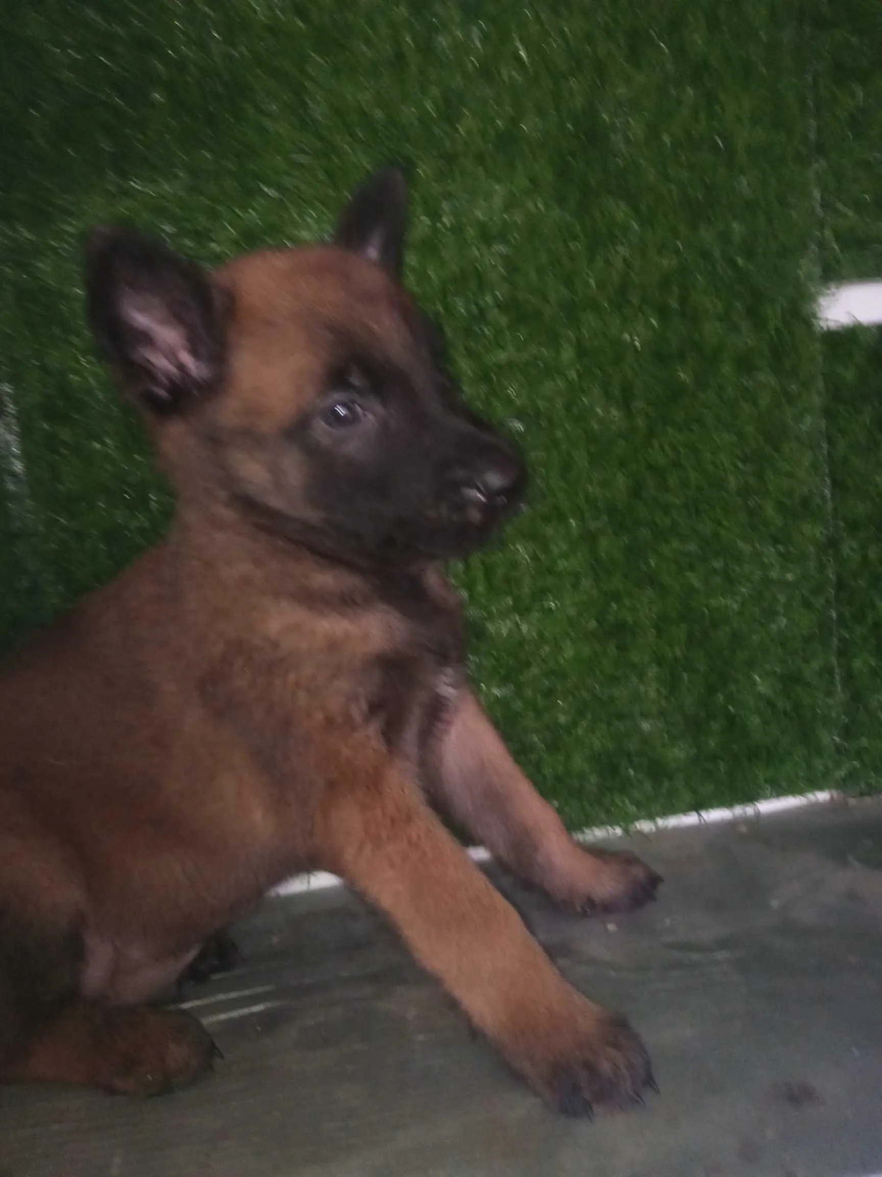 Chiots malinois race pur