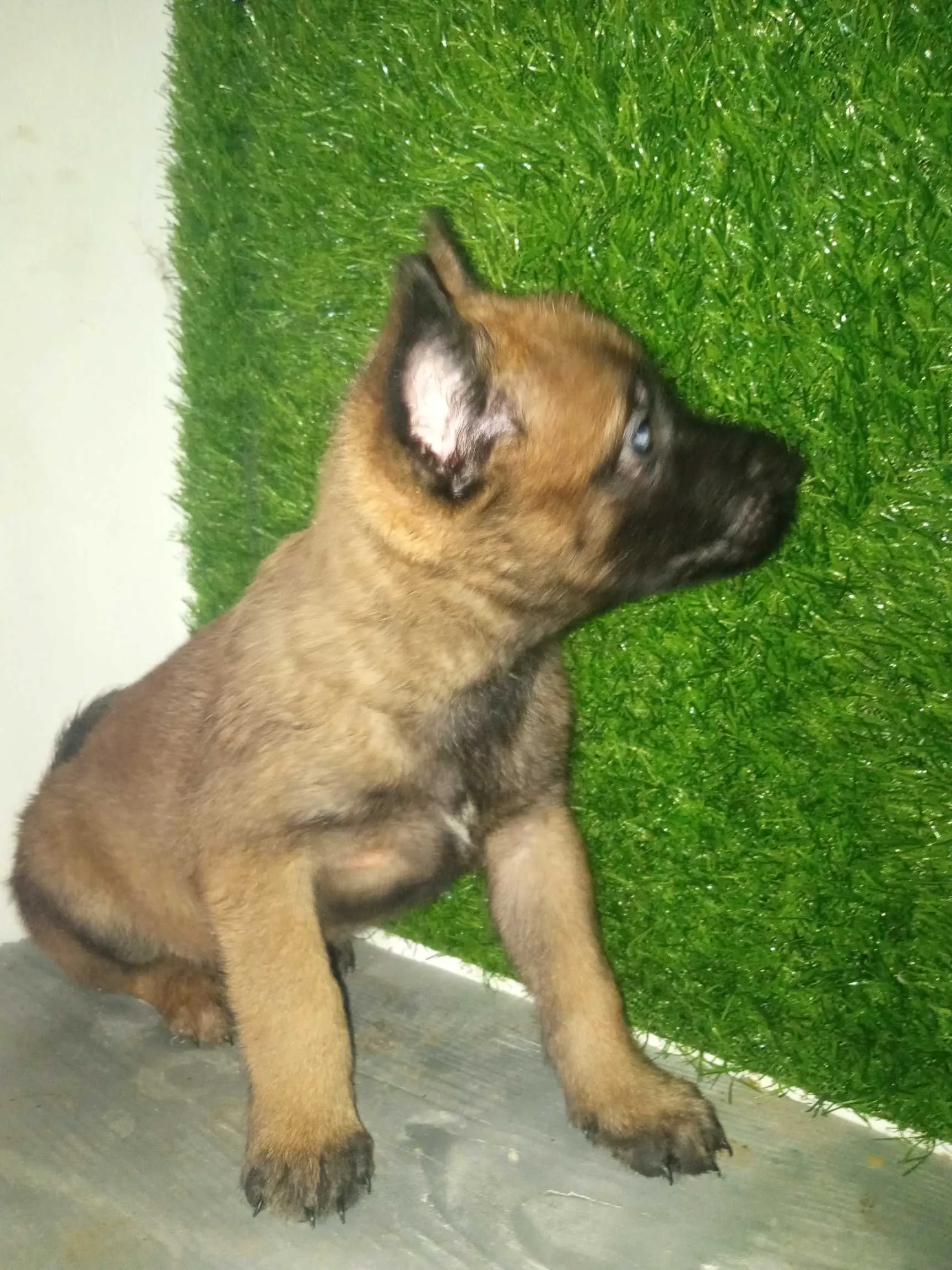 Chiots malinois race pur