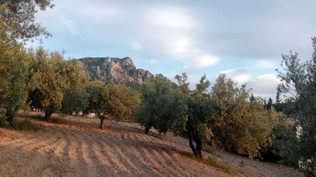 أرض للبيع 🏕