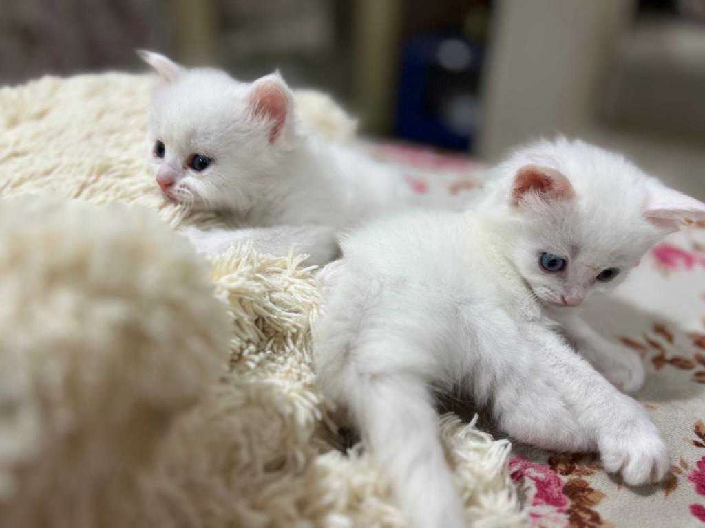 Chat ongra 2moi 58692102