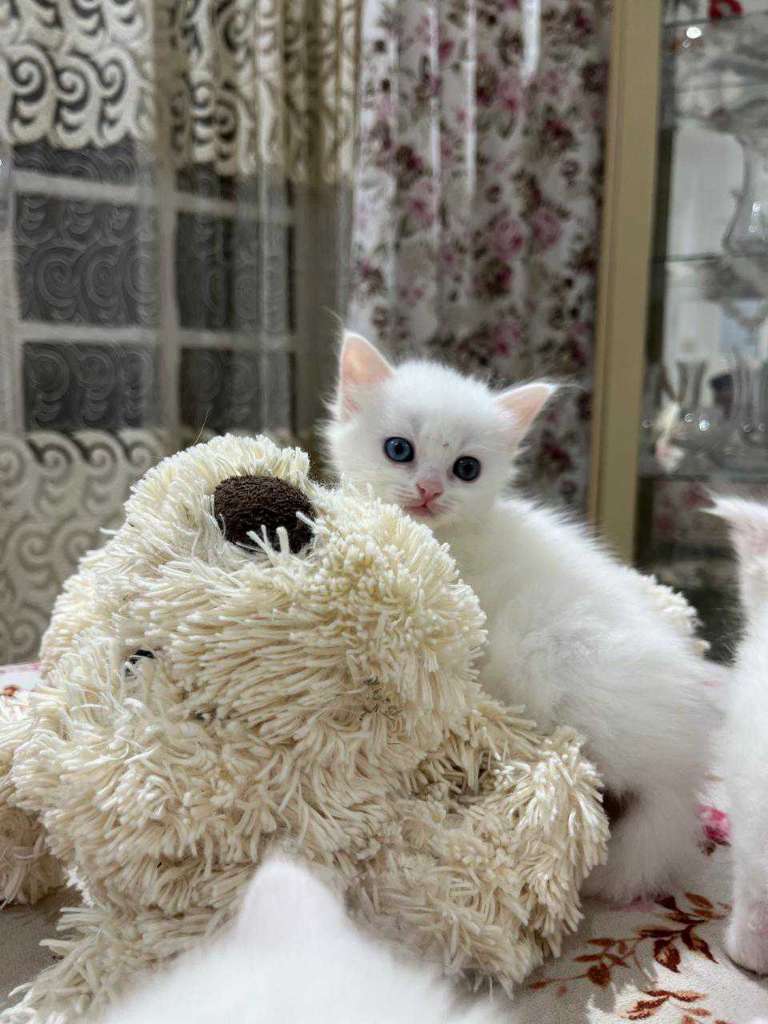 Chat ongra 2moi 58692102