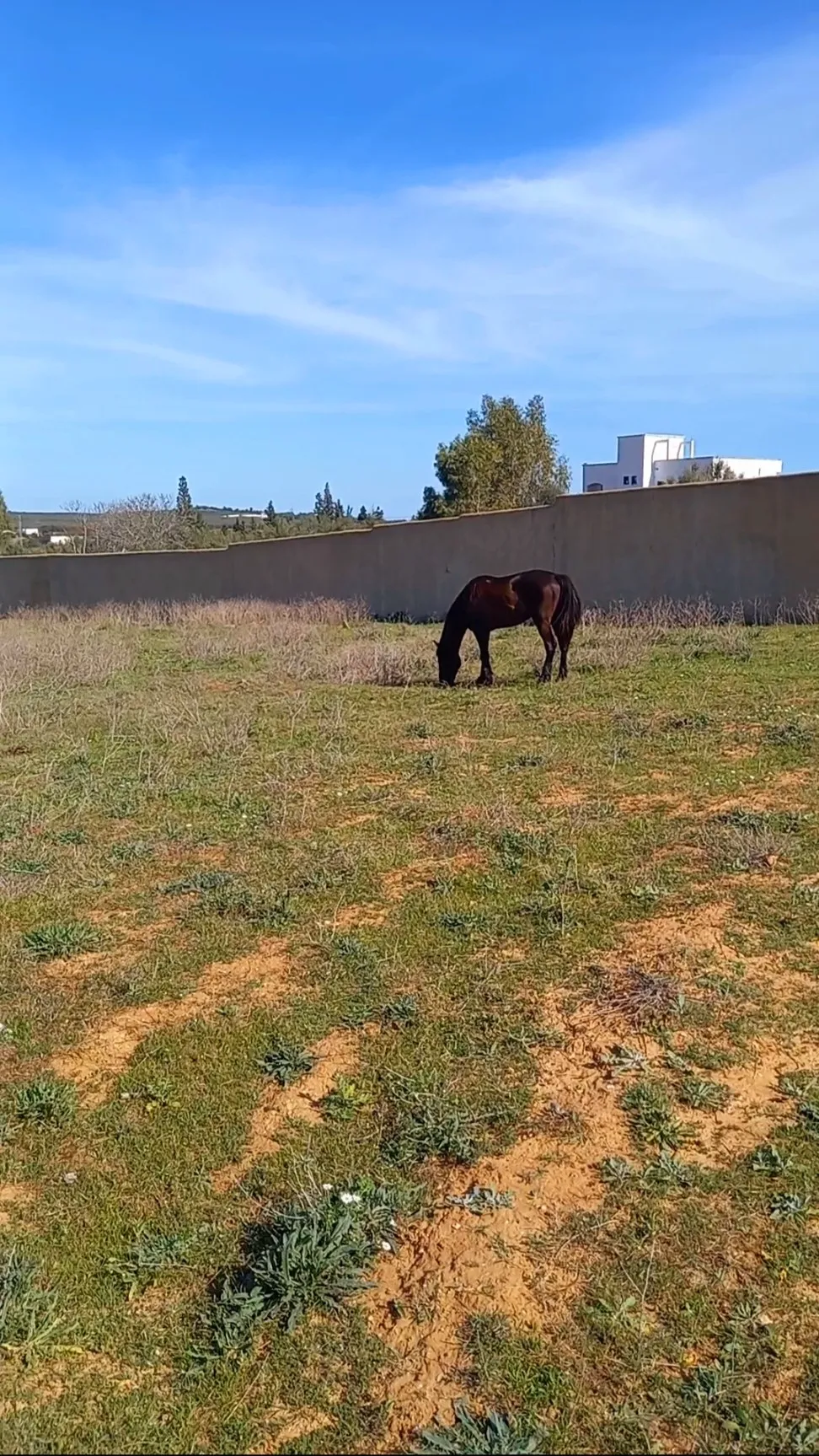 Forfait!Forsa! PRIX FORTEMENT NÉGOCIABLE TERRAIN ENTIÈREMENT CLÔTURÉ À HAMMAMET DE 8200M²