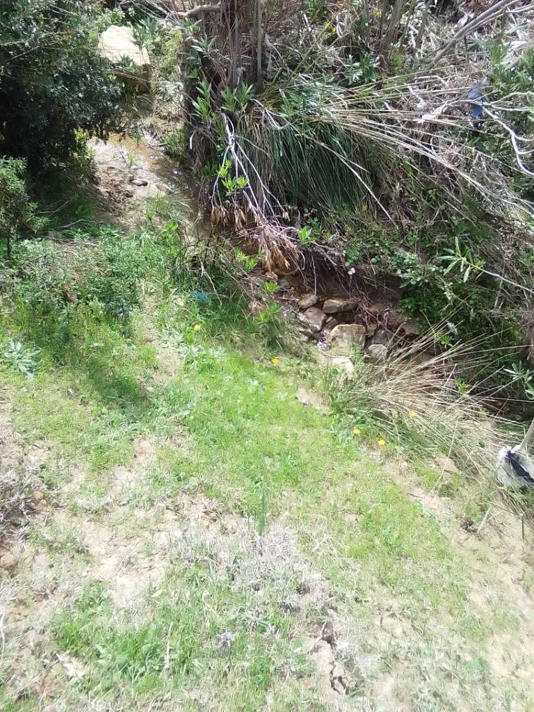 A louer 150 arbres d'olive 